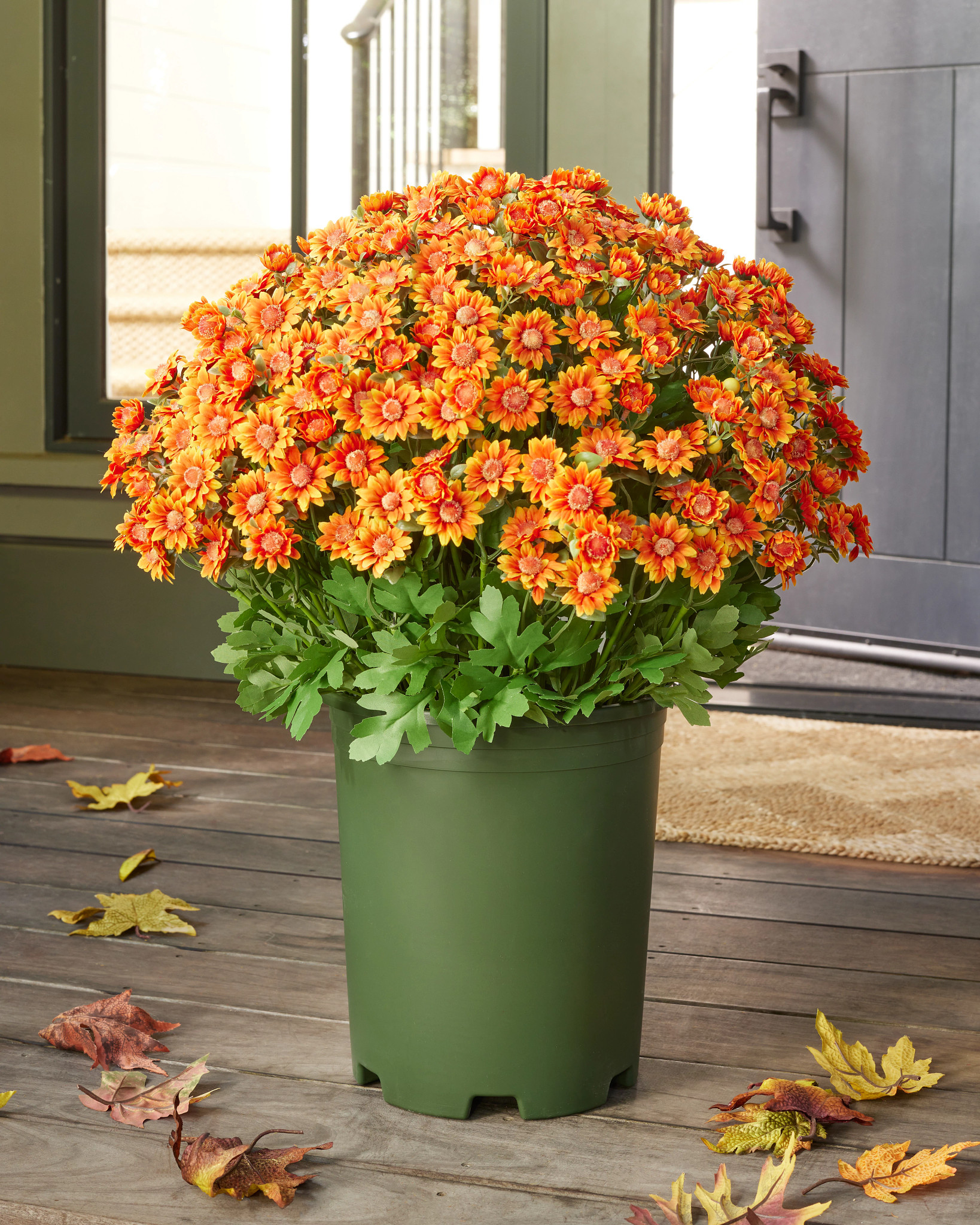 Outdoor Orange Sunset Mums Pot Filler