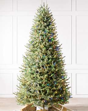 BH Balsam Fir Narrow BH Balsam Fir Narrow