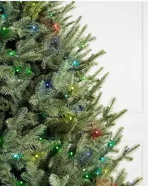 BH Balsam Fir BH Balsam Fir