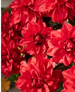 Outdoor Dahlia Delight Pot Filler Artificial Flowers