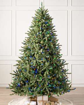 Classic Blue Spruce Classic Blue Spruce
