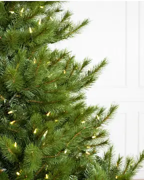 Classic Nordmann Fir Classic Nordmann Fir