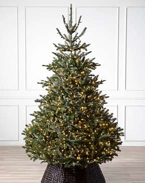 BH Nordmann Fir BH Nordmann Fir