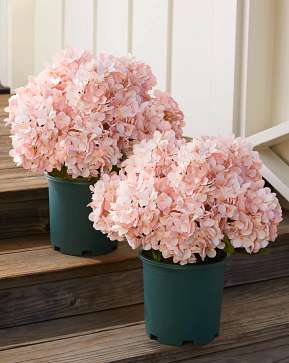 Outdoor Pink Hydrangea Harmony Pot Filler Outdoor Pink Hydrangea Harmony Pot Filler