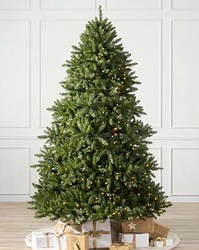 Vancouver Spruce Vancouver Spruce