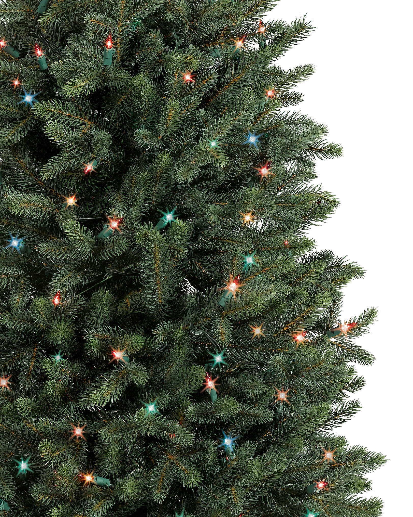 Colorado Mountain Spruce™ Potted Trees Balsam Hill
