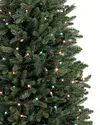 Potted Colorado Mountain Spruce Multi by Balsam Hill Closeup 20