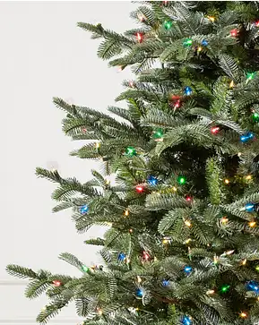 Sapin commun Sapin commun