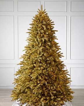 Golden Aspen Estate Fir Golden Aspen Estate Fir
