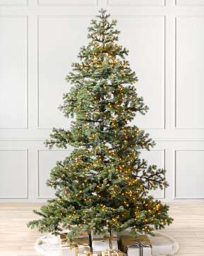 Yukon Spruce Yukon Spruce