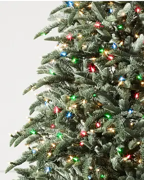 BH Noble Fir BH Noble Fir