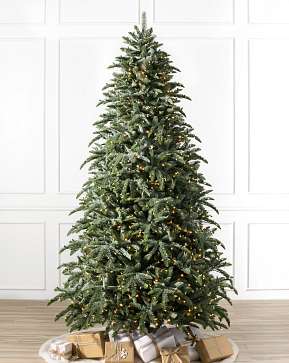 BH Noble Fir Narrow BH Noble Fir Narrow