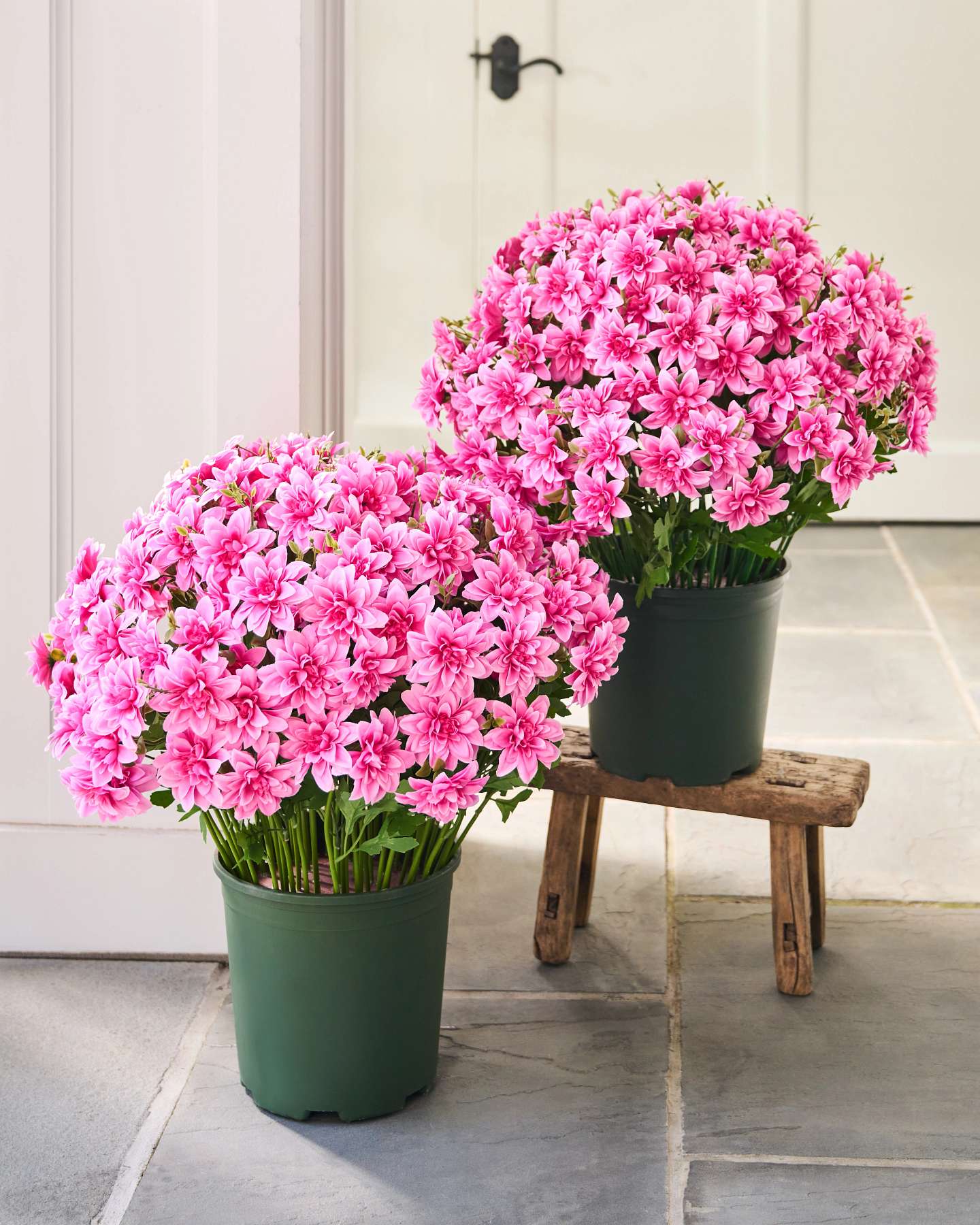 Balsam Hill Blush Outdoor Dahlia Delight Pot Fillers Set of 2 in Planters