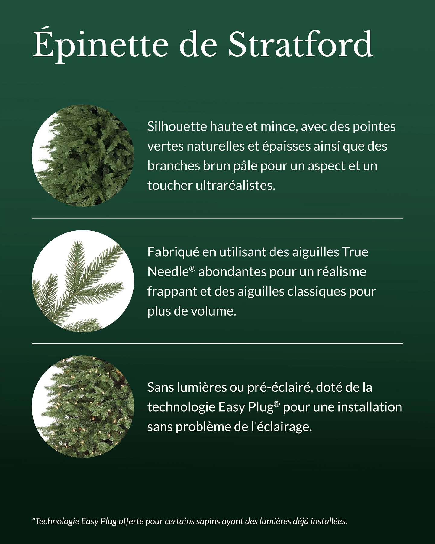 Épinette de Stratford de 6,5 pi