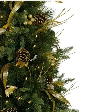 Coloma Golden Pine Potted Tree Coloma Golden Pine Potted Tree