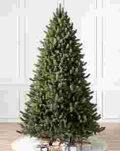 Vermont White Spruce Tree by Balsam Hill SSC 40