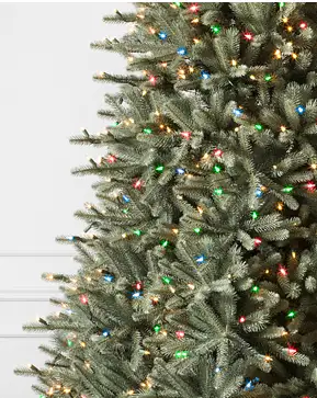 BH Blue Spruce Flip Tree® BH Blue Spruce Flip Tree®