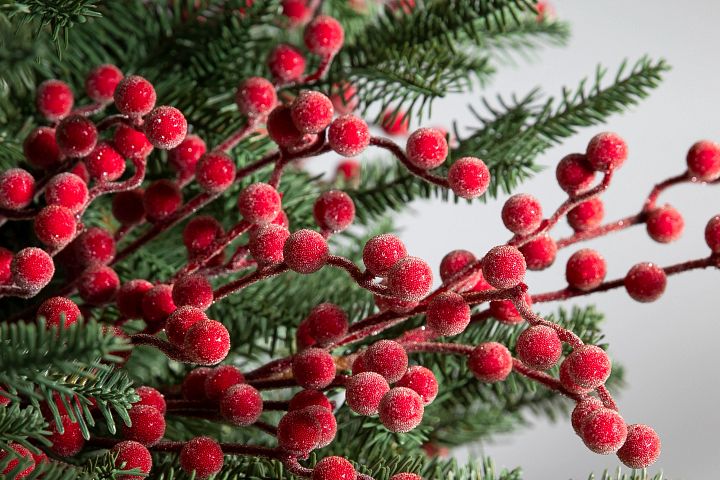 Image rapprochée de baies rouges sur tige placées entre les branches d'un sapin de Noël
