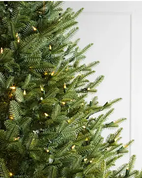 BH Balsam Fir Wide BH Balsam Fir Wide