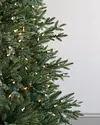 科罗拉多山云杉树由香脂山特写10欧宝体育com