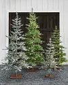 Frosted Alpine Balsam Fir by Balsam Hill Lifestyle 70