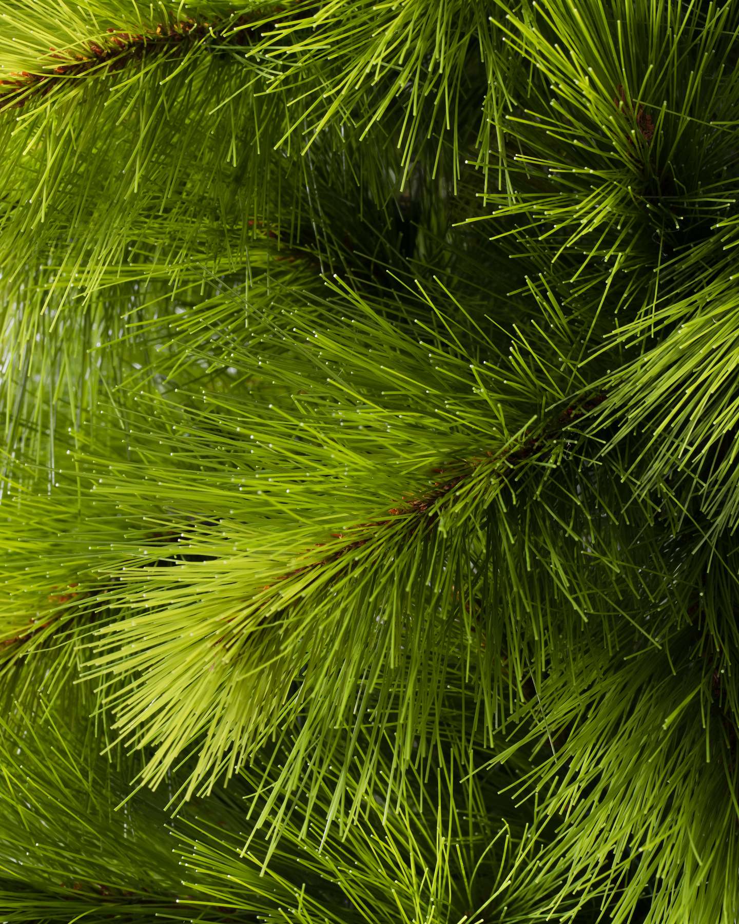 Balsam Hill Monterey Pine Slim Christmas Tree with Natural Details