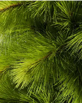 Monterey Pine Slim Monterey Pine Slim