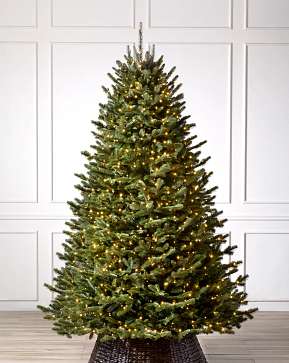 BH Fraser Fir BH Fraser Fir