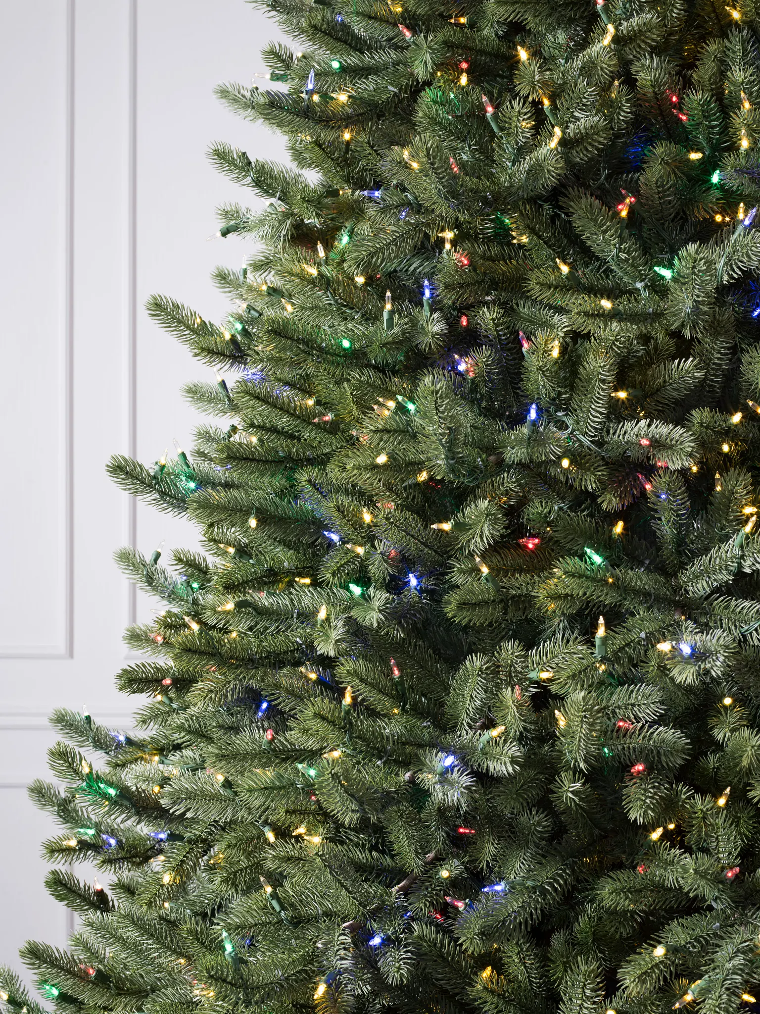Vermont White Spruce