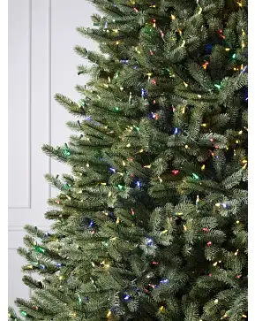 Vermont White Spruce Vermont White Spruce
