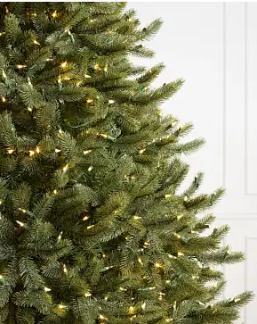 Vermont White Spruce Wide Vermont White Spruce Wide