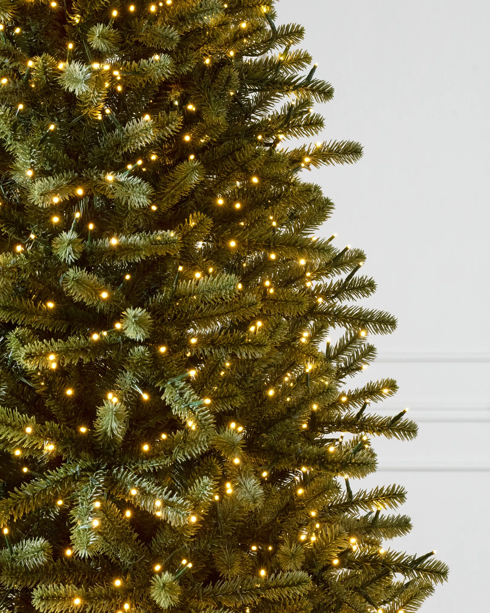Royal Blue Spruce