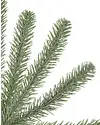 Royal Blue Spruce Tree by Balsam Hill