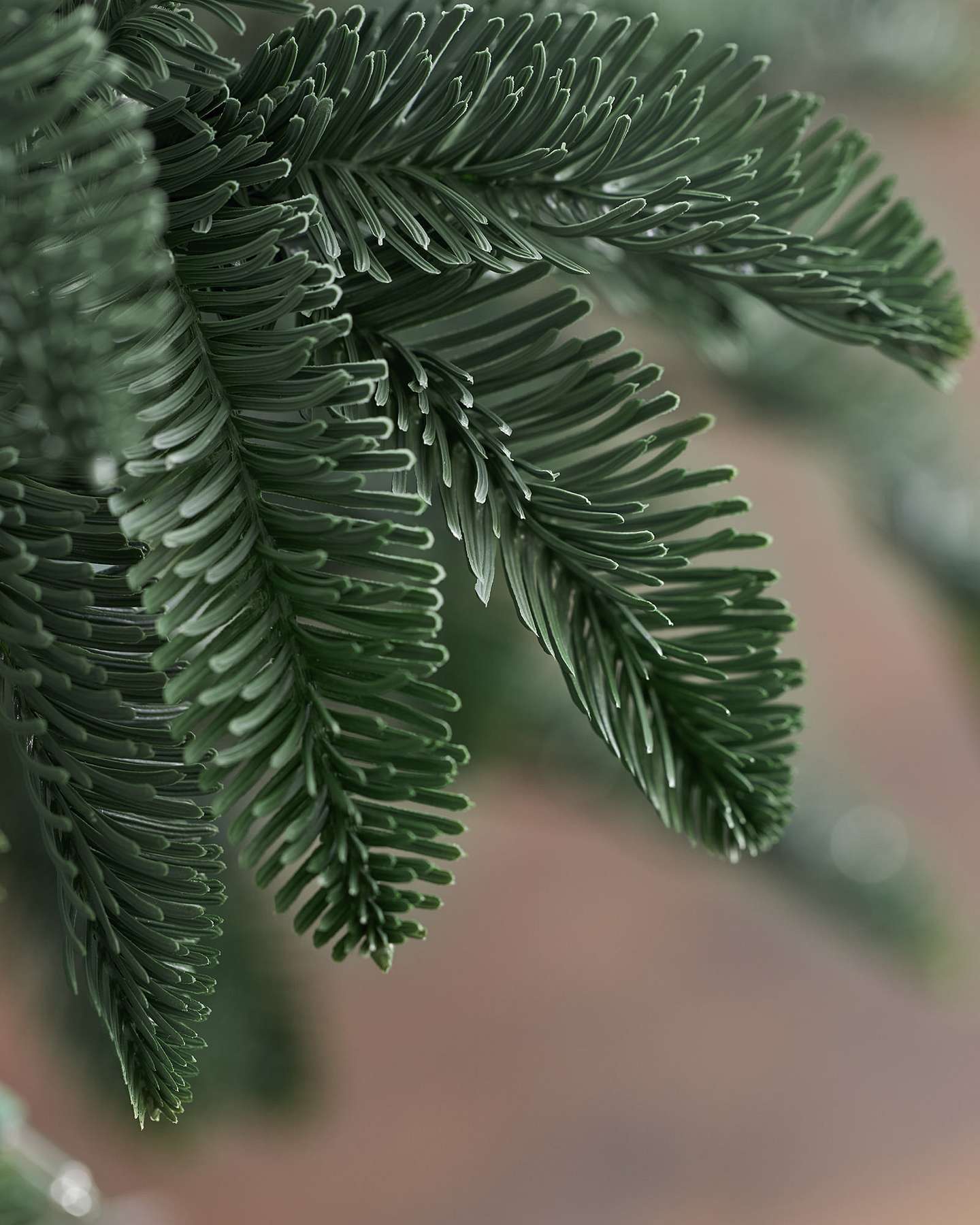 Balsam Hill Noble Fir Narrow Artificial Christmas Tree Foliage Detail with Lights