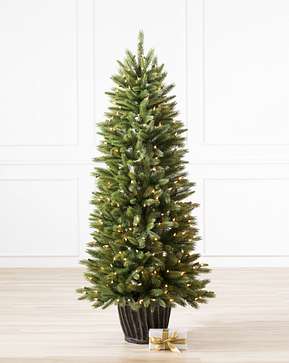Rutherford Fir Potted Tree Rutherford Fir Potted Tree