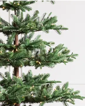 Mountain Fir Mountain Fir