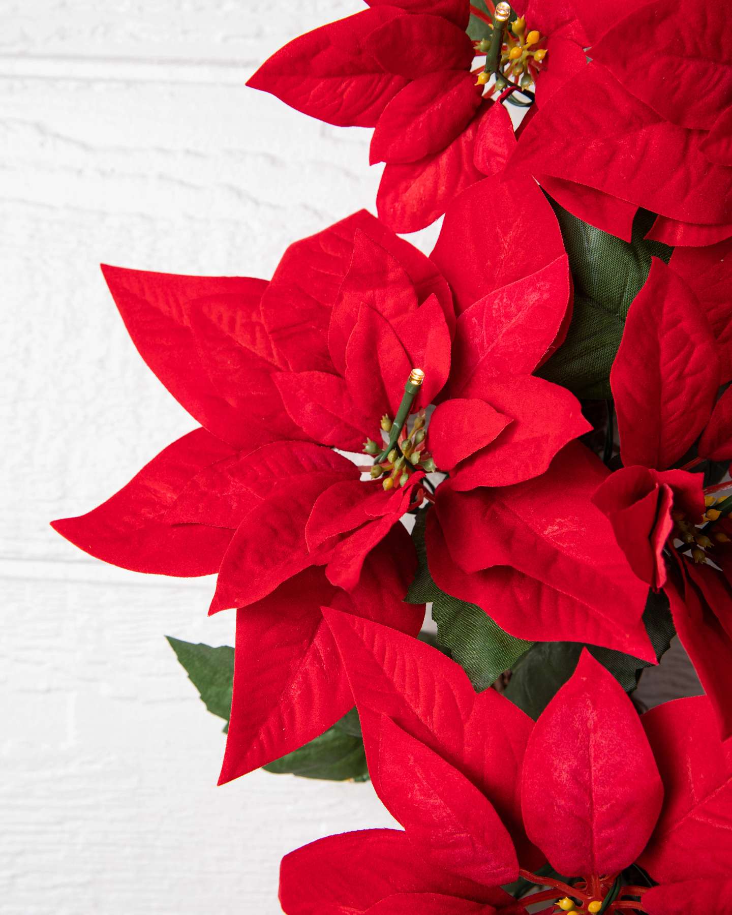 Balsam HIll Immergrüne Deko Festlicher Weihnachtsstern für den Außenbereich