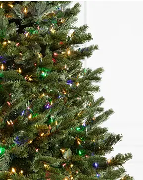 BH Fraser Fir Narrow BH Fraser Fir Narrow
