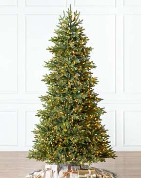 BH Norway Spruce BH Norway Spruce