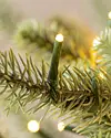 Potted Baby Sanibel Spruce by Balsam Hill Closeup 20