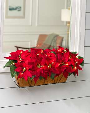 Red Outdoor Lit Poinsettia Celebration Window Box Red Outdoor Lit Poinsettia Celebration Window Box