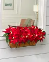 Outdoor Lit Poinsettia Celebration Window Box by Balsam Hill