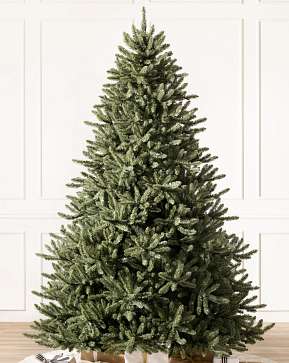Classic Blue Spruce Classic Blue Spruce