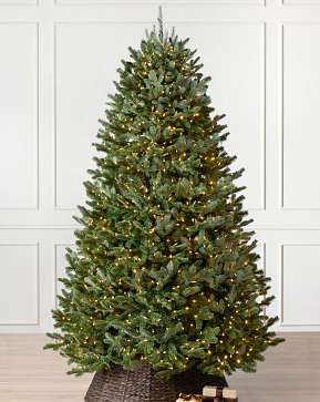 BH Fraser Fir BH Fraser Fir