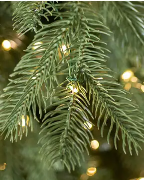 Cathedral Fir Cathedral Fir