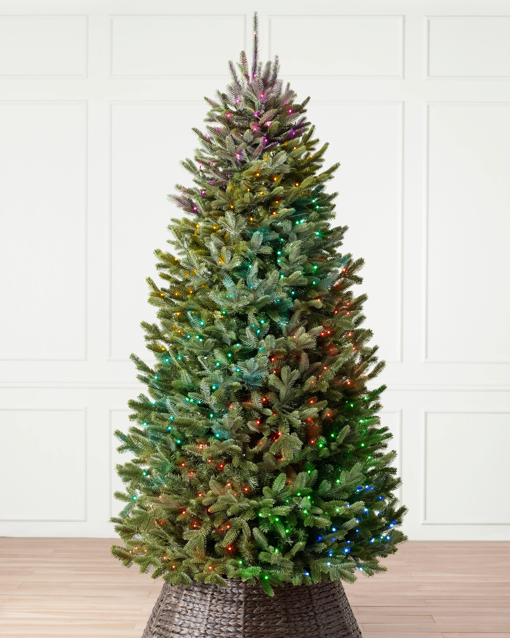 BH Fraser Fir Narrow