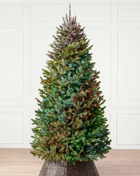 BH Fraser Fir Narrow BH Fraser Fir Narrow