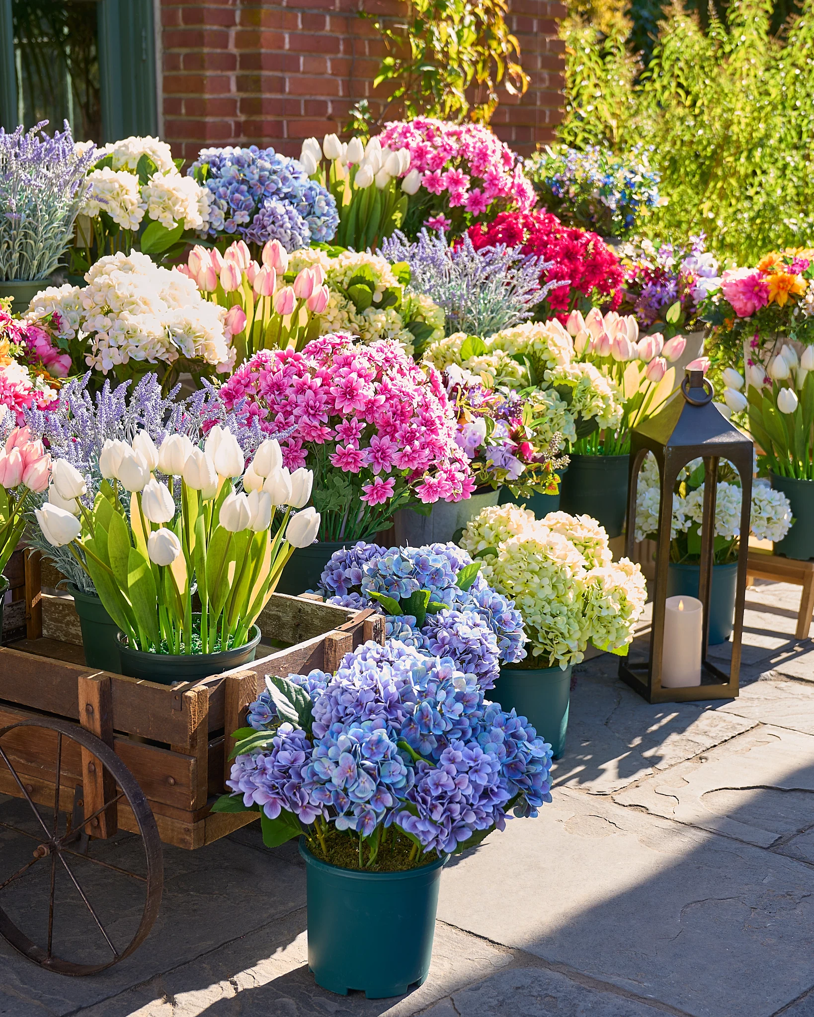 FLR-2411007_Outdoor-Hydrangea-