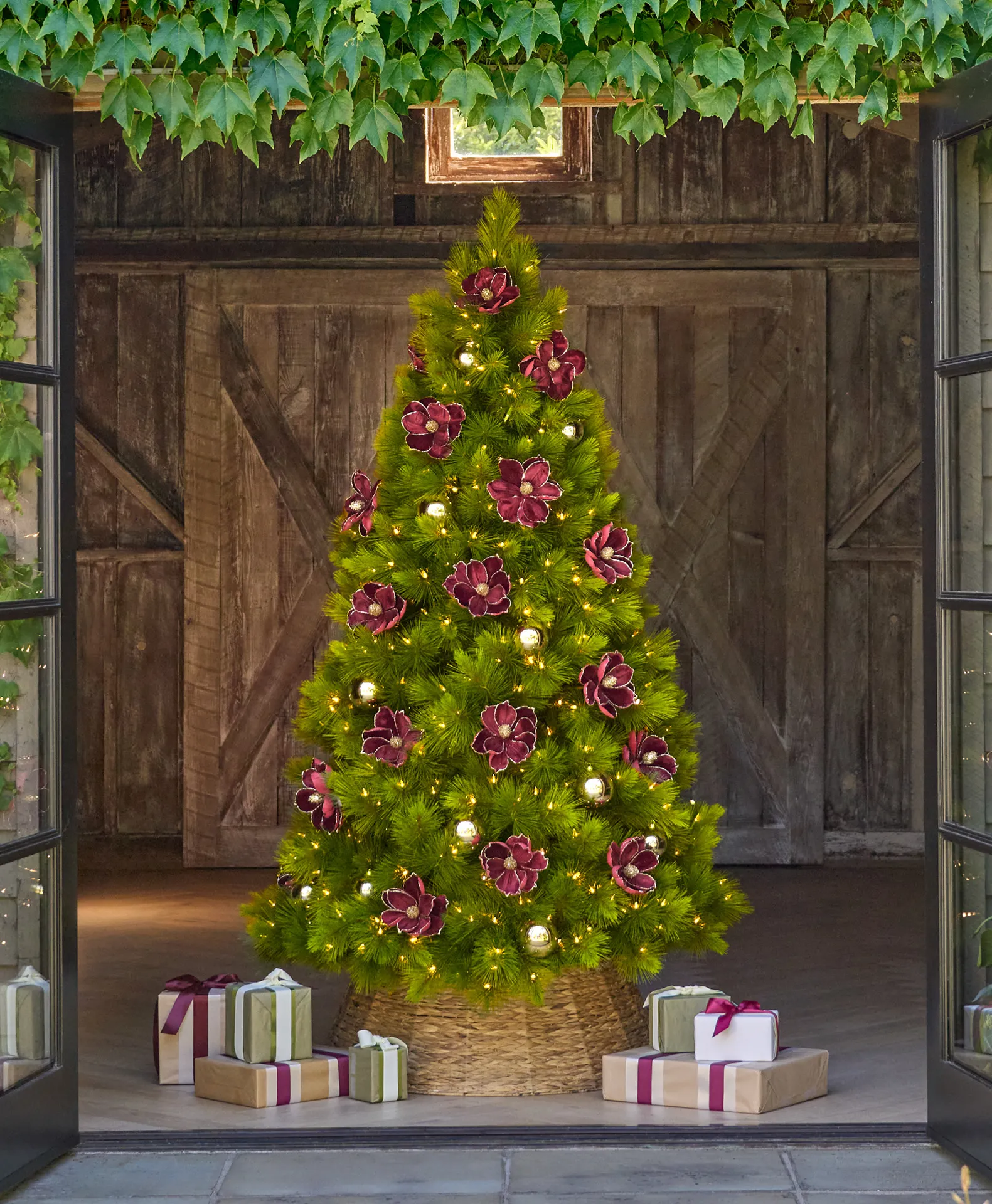 Featured Tree: Monterey Pine Tree