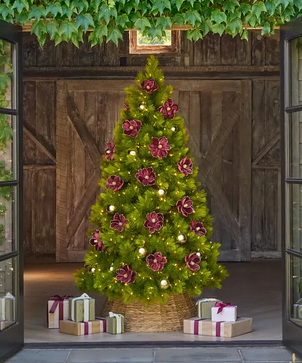 Featured Tree: Monterey Pine Tree